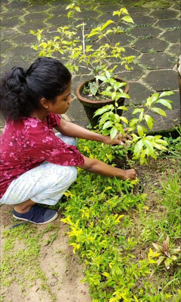 Tree Plantation – India NCC