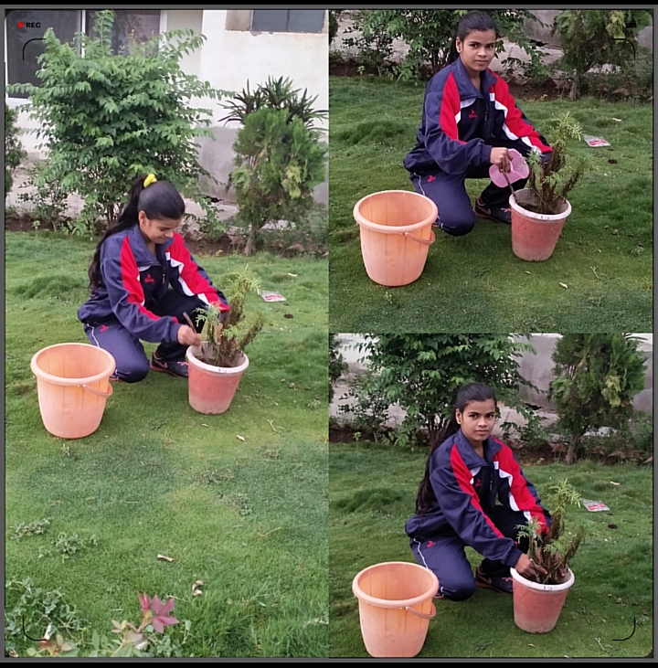 Tree plantation – India NCC