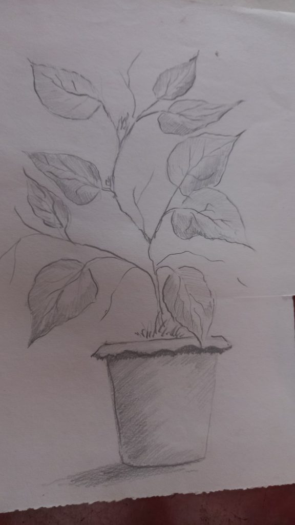 sketch a plant in ICBC  Plant sketches Drawings Art inspiration