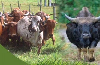National Cattle Development Board – A Necessity