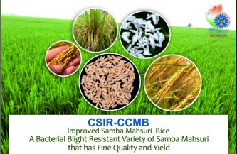 सीएसआईआर -सीसीएमबी का विकास और बेहतर साम्बा महसूरी चावल का व्यावसायीकरण