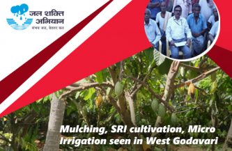 Mulching, SRI cultivation, Micro Irrigation seen in West Godavari