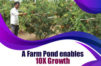 10X Growth : A Farm Pond did it!