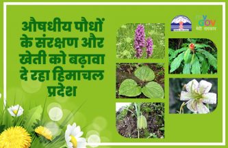 औषधीय पौधों के संरक्षण और खेती को बढ़ावा दे रहा हिमाचल प्रदेश