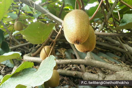 an organic certification for kiwi