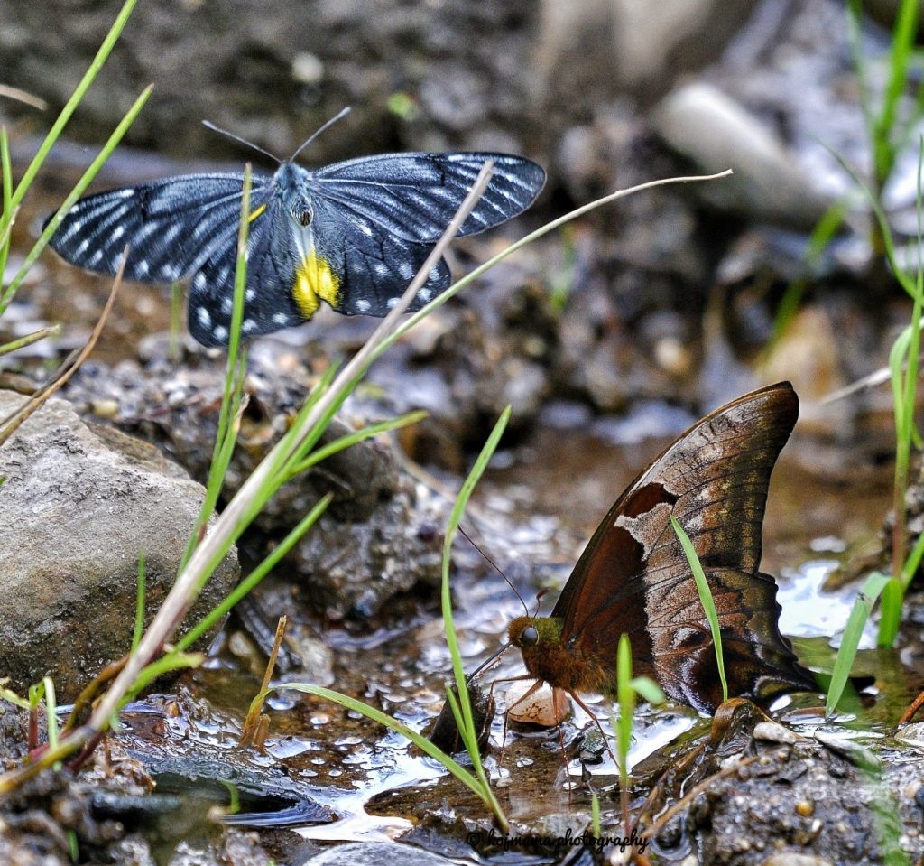 arunachal pradesh a hotspot of butterflies