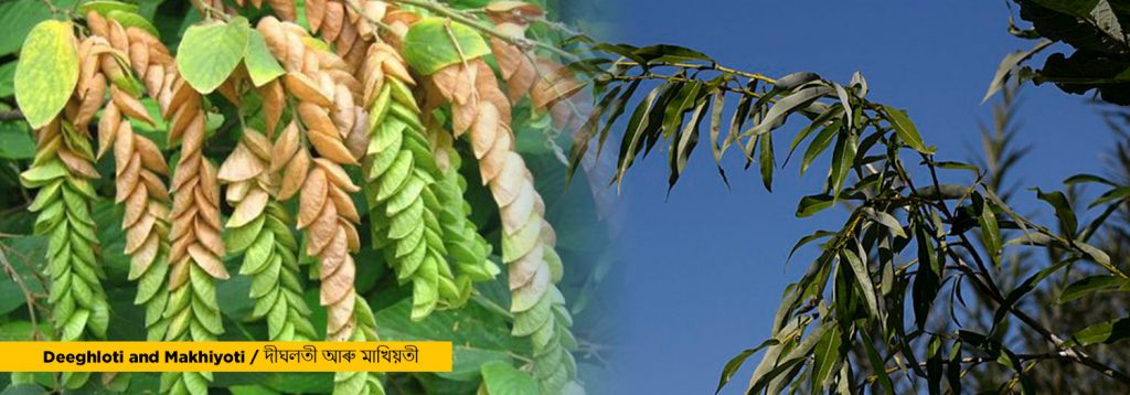 Significance of Flora in Bohag Bihu