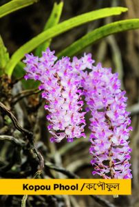 Significance of Flora in Bohag Bihu