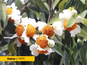 Significance of Flora in Bohag Bihu