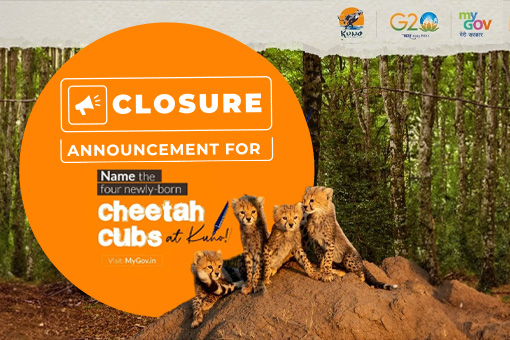 Closure Announcement for Name the four newly born cheetah cubs at Kuno