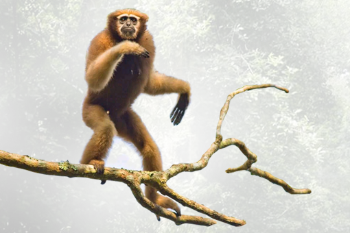 Image of Hollongapar Gibbon Wildlife Sanctuary