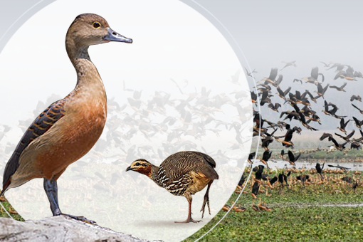 Image of BordoibamBeelmukh Bird Sanctuary