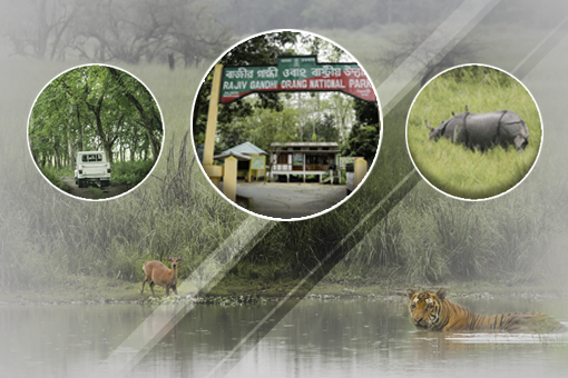 Image of Orang National Park: A Quiet Rendezvous with Nature