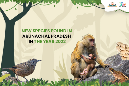 Image of New Species found in Arunachal Pradesh in the year 2022