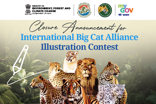 Image of Closure Announcement for International Big Cat Alliance Illustration Contest