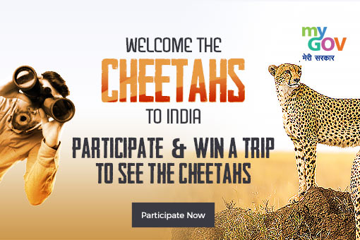 Image of Welcome Cheetahs to India