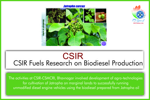 CSIR Fuels Research on Biodiesel Production