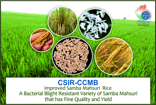 CSIR –CCMB’s Development and Commercialization of Improved Samba Mahsuri Rice