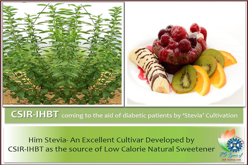 CSIR-IHBT DEVELOPS AGROTECHNOLOGY AND IMPROVED CULTIVAR OF STEVIA – AN EXCELLENT LOW-CALORIE NATURAL SWEETENER