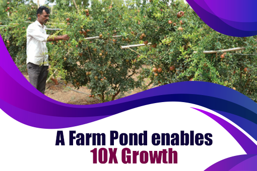 10X Growth : A Farm Pond did it!