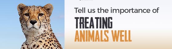 Tell us the importance of treating animals well