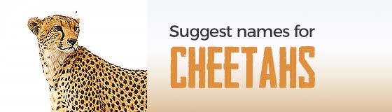 Suggest names for Cheetahs