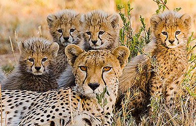 Suggest a name for the Cheetah Reintroduction Project