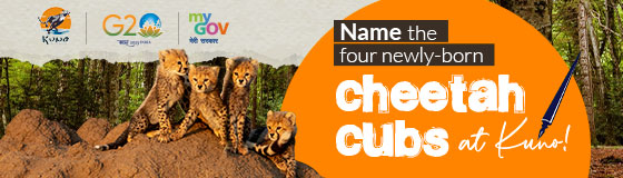 Name the four newly-born cheetah cubs at Kuno