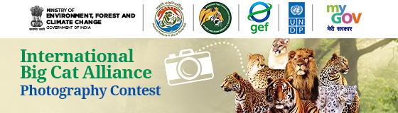 International Big Cat Photography Contest