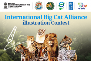 International Big Cat Alliance Illustration Contest