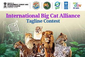 International Big Cat Alliance Tagline Contest