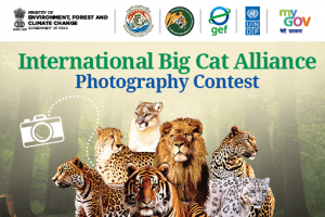 International Big Cat Photography Contest